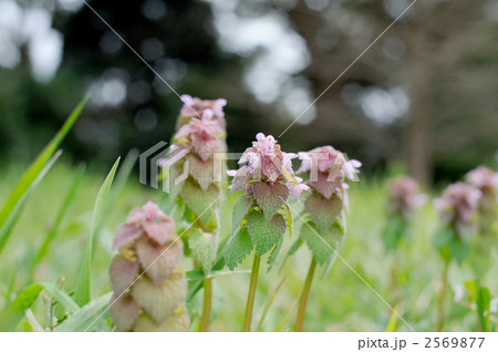 ヒメオドリコソウ 2569877