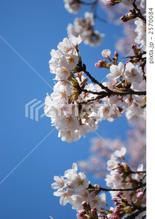 sakura_3 2570084