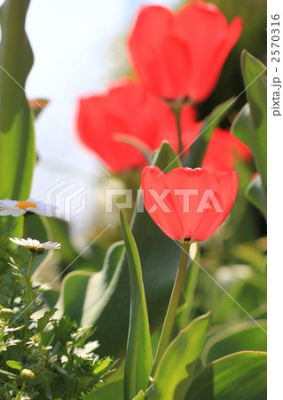 子供のチューリップ 子供のチューリップ 2570316