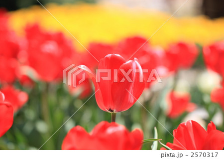鮮やかに咲く赤いチューリップ 2570317