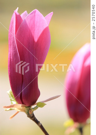 華やかに咲くシモクレン 2570540