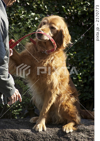 いやいやながら　お手 2570773