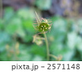 小哨吶草（コチャルメルソウ） 2571148