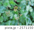 小哨吶草（コチャルメルソウ） 2571150