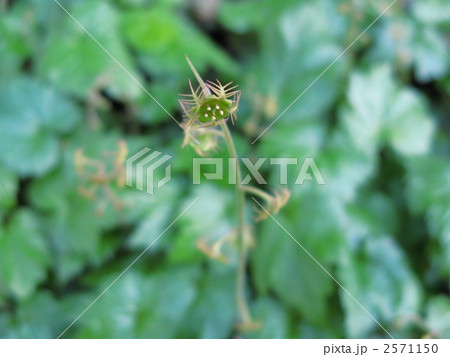 小哨吶草（コチャルメルソウ） 2571150