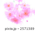 淡いピンクの八重桜 2571389