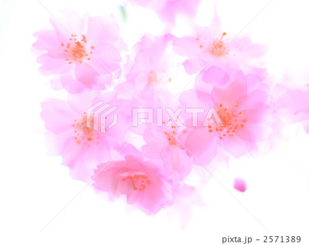 淡いピンクの八重桜 淡いピンクの八重桜 2571389