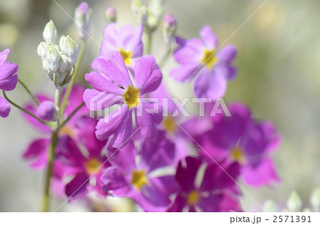 サクラソウ 2571391