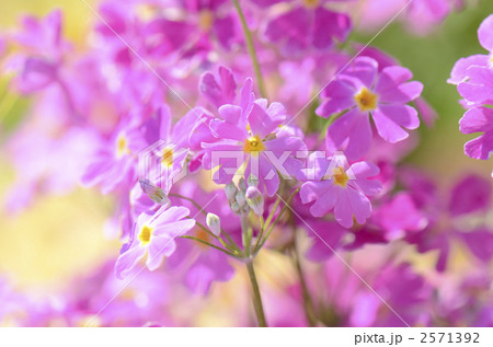 サクラソウ 2571392