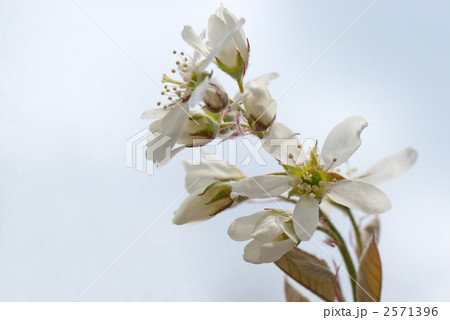 ジューンベリーの花 2571396