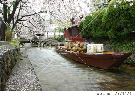 桜の高瀬川 2571424
