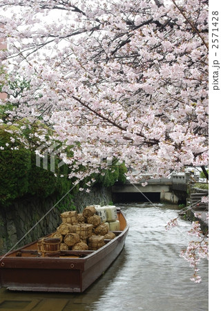 さくらの高瀬川 2571428