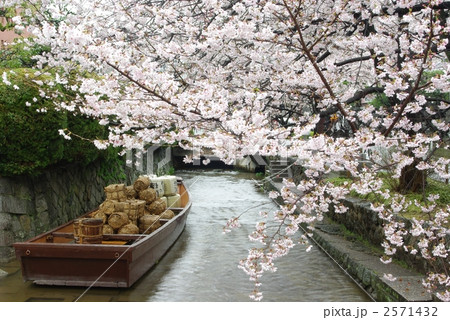桜の高瀬川 2571432