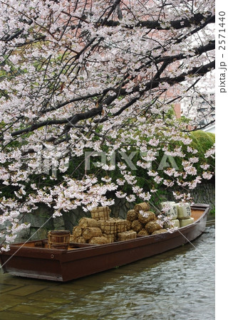 高瀬川の桜 2571440