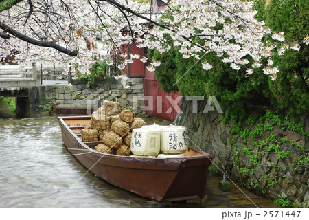 さくらの高瀬川 2571447