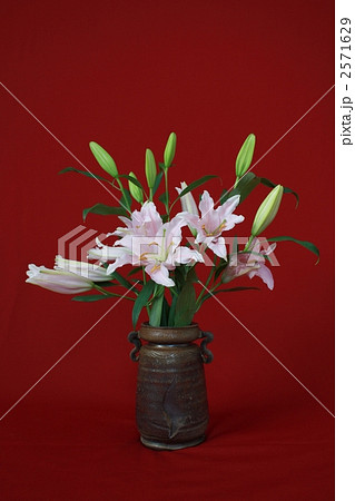 カサブランカ 深紅 生け花の写真素材