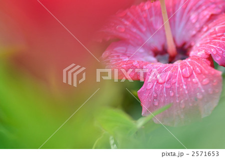 朝露のハイビスカス 朝露のハイビスカス 2571653