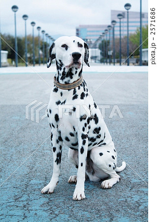 大型犬 ダルメシアン おすわりの写真素材