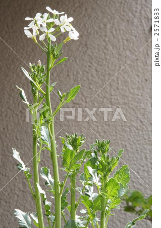 ダイコンの花 2571833