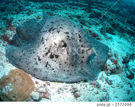 マダラエイ　エイ 2572098