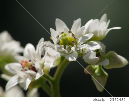 イワヤツデ 2572482