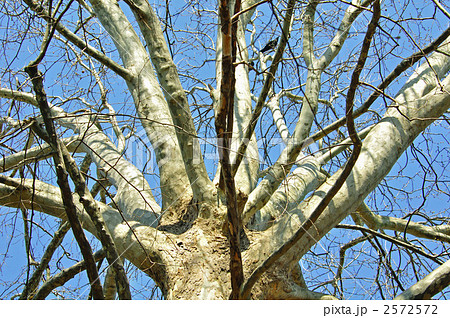 樹木・アメリカスズカケノキ（スズカケノキ科） 2572572