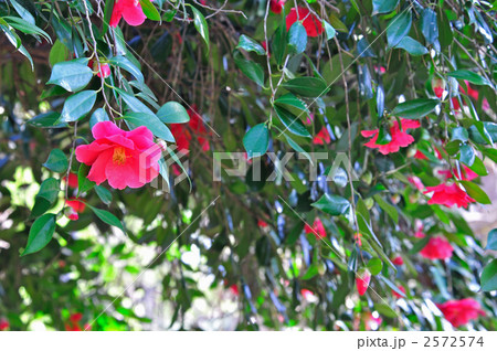 樹木・ヤブツバキ（ツバキ科） 2572574