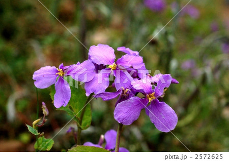 オオアラセイトウ 2572625