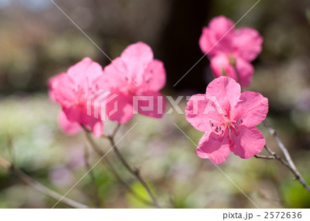 アカヤシオの花 2572636