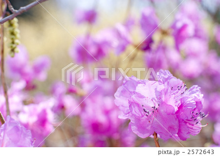 ゲンカイツツジの花 2572643