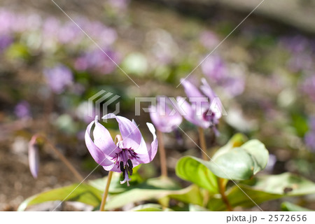 カタクリの花 カタクリの花 2572656