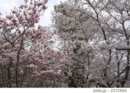 モクレンとサクラ モクレンとサクラ 2572660