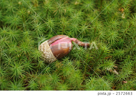 ドングリの発芽 2572663