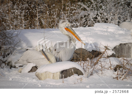 雪の中のハイイロペリカン 2572668