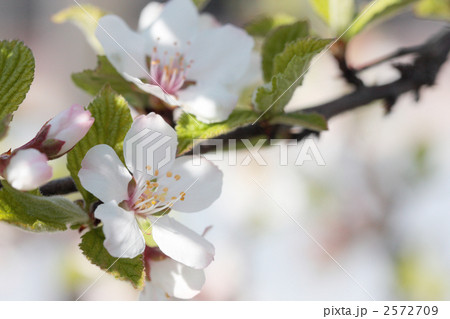 ユスラウメ 01 花 梅桃 山桜桃梅 ユスラゴ ゆすらうめの写真素材