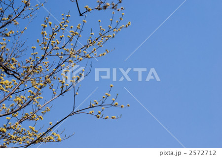 サンシュユの花と青空 2572712