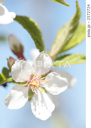 ユスラウメ 04 花 梅桃 山桜桃梅 ユスラゴ ゆすらうめの写真素材