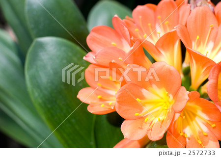 クンシランの花 クンシランの花 2572733