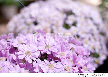 シネラリアの花 2572735