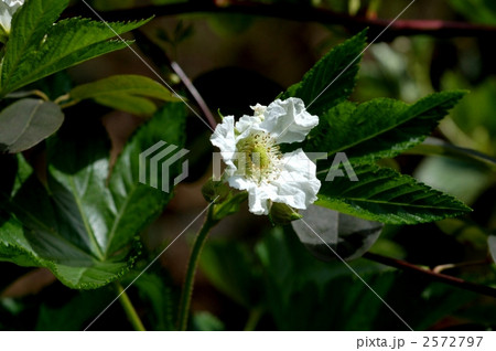 カジイチゴ 2572797