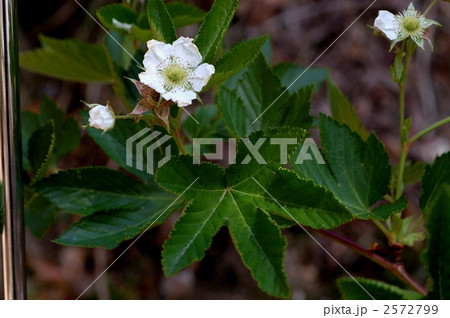 カジイチゴ　 2572799