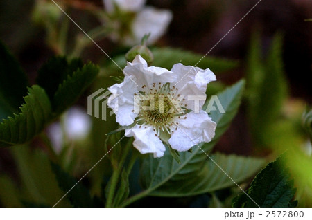 カジイチゴ 2572800