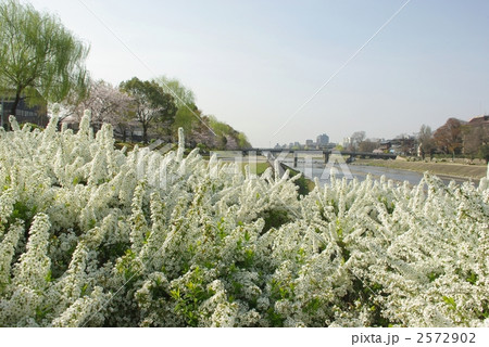 春の鴨川公園 2572902