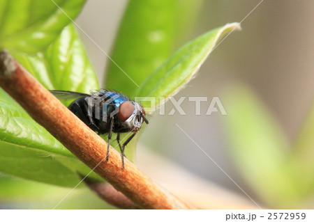 蠅 蠅 2572959