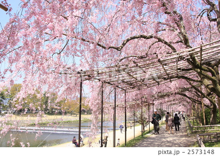 半木の道の紅枝垂桜 2573148