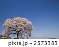 一本桜 2573383