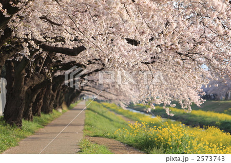 佐奈川の桜 2573743