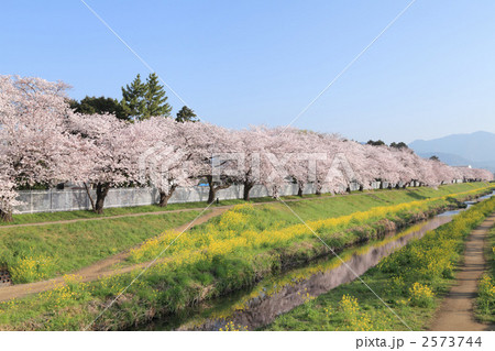 佐奈川の桜 佐奈川の桜 2573744
