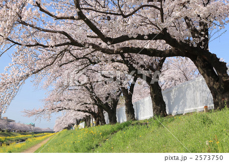 佐奈川の桜 佐奈川の桜 2573750