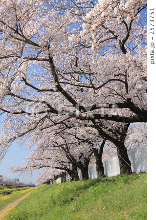 佐奈川の桜 2573751